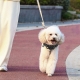 Air Tag Collar